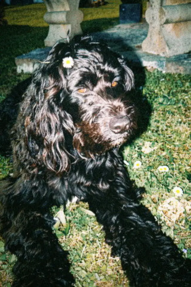 Zdjęcie  (Ulysse The Dog Actor)