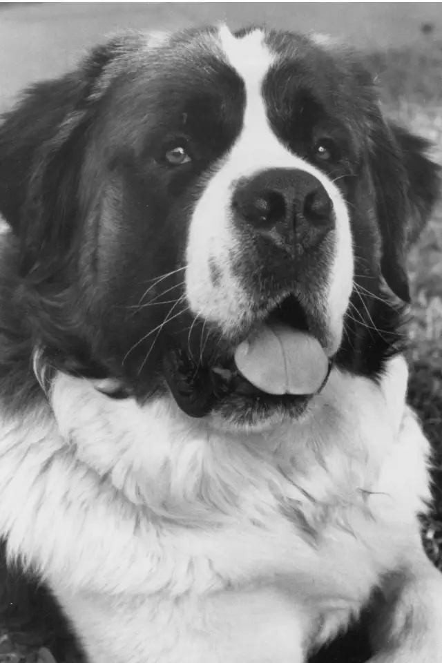 Zdjęcie  (Chris the Dog)