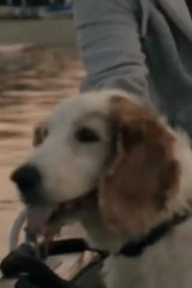 Zdjęcie  (Bodil the Dog)