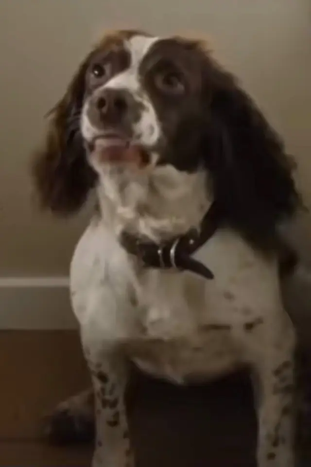 Zdjęcie  (Rosa the Dog)