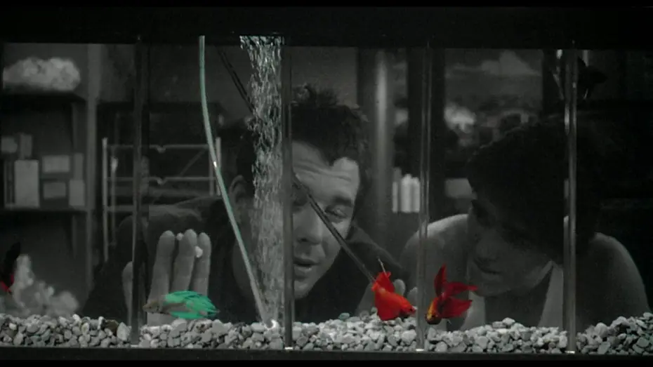 Wideo do filmu Rumble Fish — RUSTY JAMES - extrait "Poissons combattants" VOST