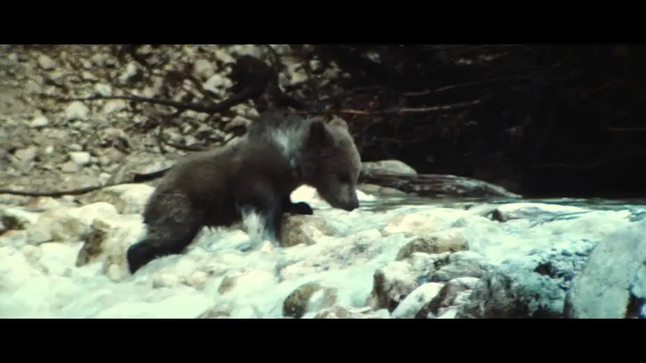 Wideo do filmu Niedźwiadek — The Bear - Trailer