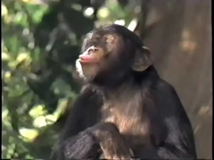 Wideo do filmu George prosto z drzewa — George of the Jungle (1997) Teaser (VHS Capture)
