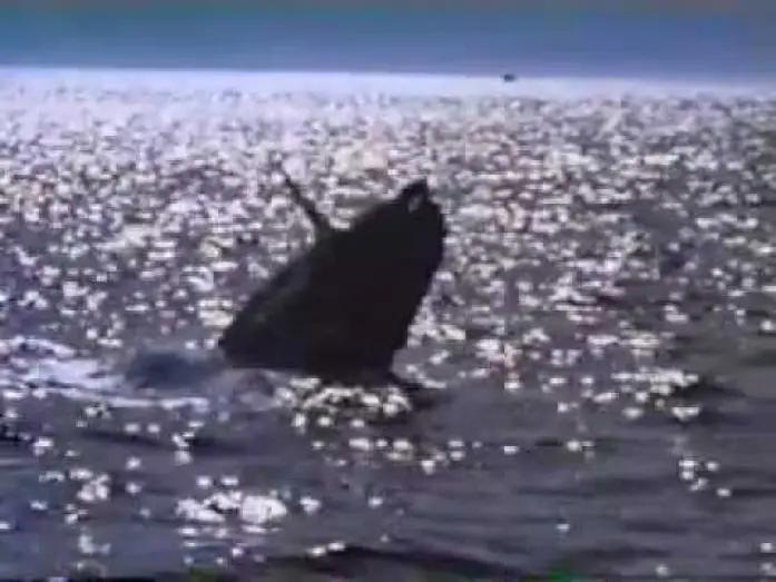 Wideo do filmu Uwolnić orkę 2 — Free Willy 2 Trailer