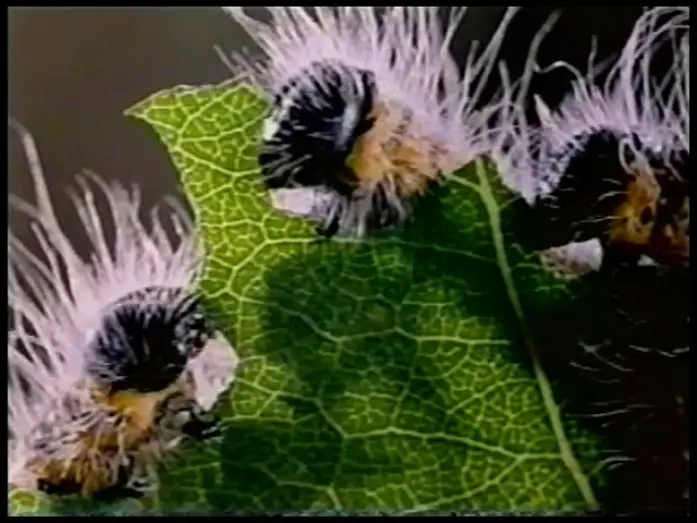 Wideo do filmu Mikrokosmos — Microcosmos Trailer