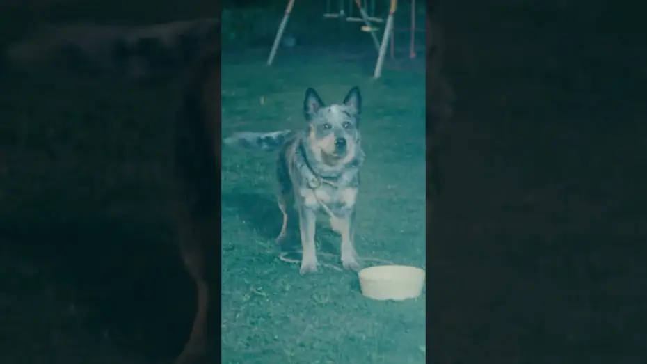 Wideo do filmu Flowervale Street — Did anybody else see it?