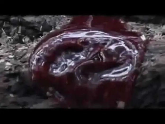 Wideo do filmu Severed — Severed - Forest of the Dead 2005 Trailer