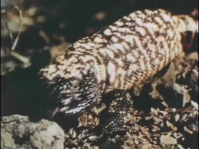 Wideo do filmu The Living Desert — Living Desert - Theatrical Trailer