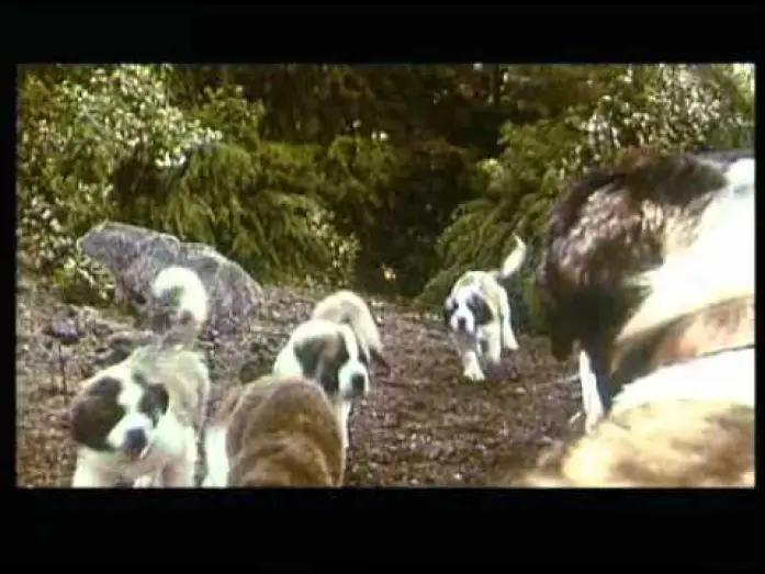 Wideo do filmu Beethoven 2 — Beethoven 2 (1993)