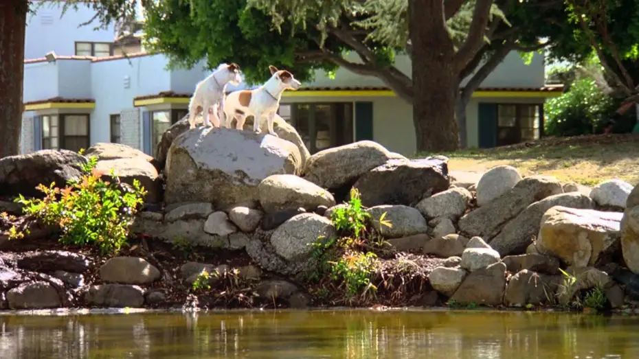 Wideo do filmu Beethoven 2 — Eine Familie namens Beethoven - Trailer