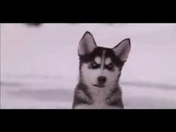 Wideo do filmu Kudłaty zaprzęg — Snow Buddies Trailer