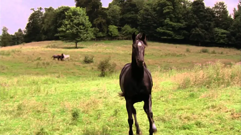 Wideo do filmu Czarny Książę — Black Beauty - Trailer