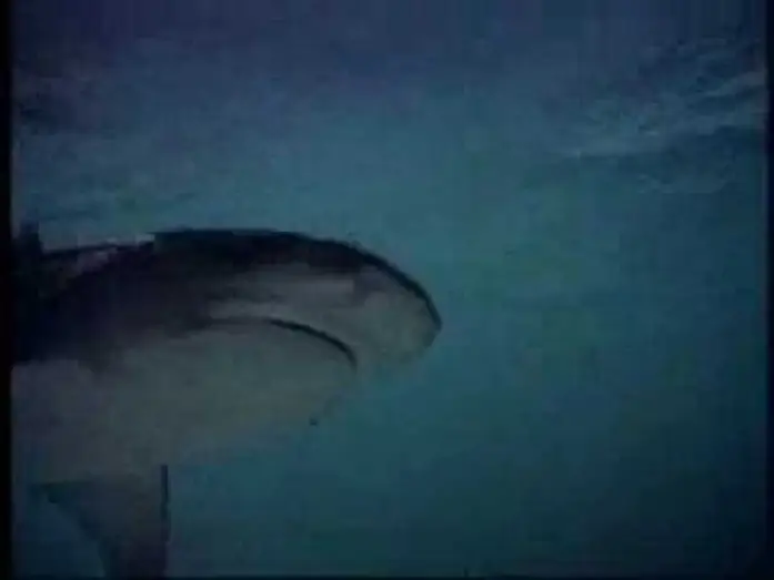 Wideo do filmu Powrót do błękitnej laguny — Return to the Blue Lagoon (1991) Trailer (High Quality)