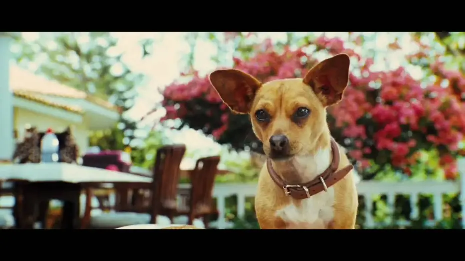 Wideo do filmu Cziłała z Beverly Hills 3 — Le Chihuahua de Beverly Hills - Bande-annonce (Jamel Comedy Club)