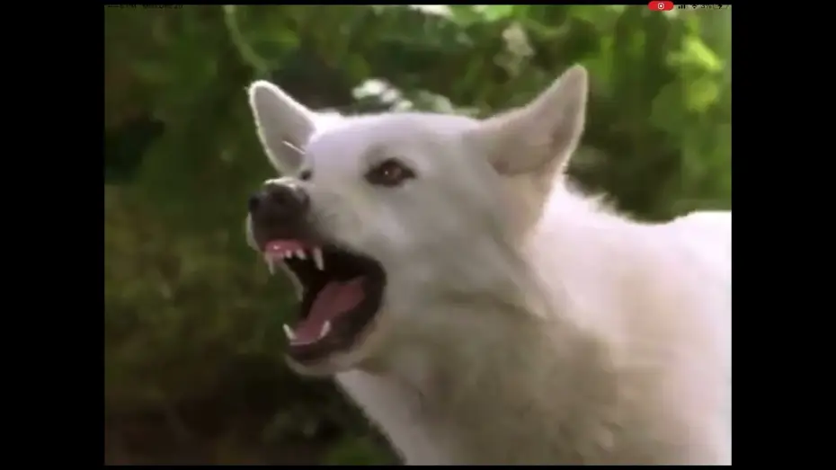 Wideo do filmu Księga dżungli. Opowieść Mowgliego — The Jungle Book: Mowgli’s Story (1998): Raksha gets attacked by Shere Khan!!!