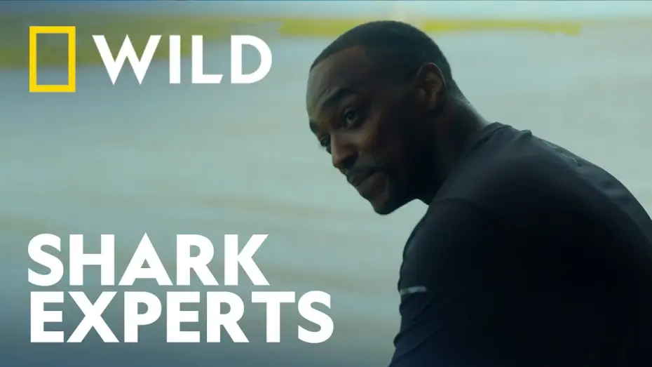 Wideo do filmu Shark Beach with Anthony Mackie — Clip