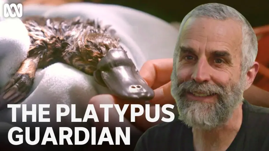 Wideo do filmu The Platypus Guardian — Rescuing the Hobart Rivulet platypus | The Platypus Guardian | ABC TV + iview