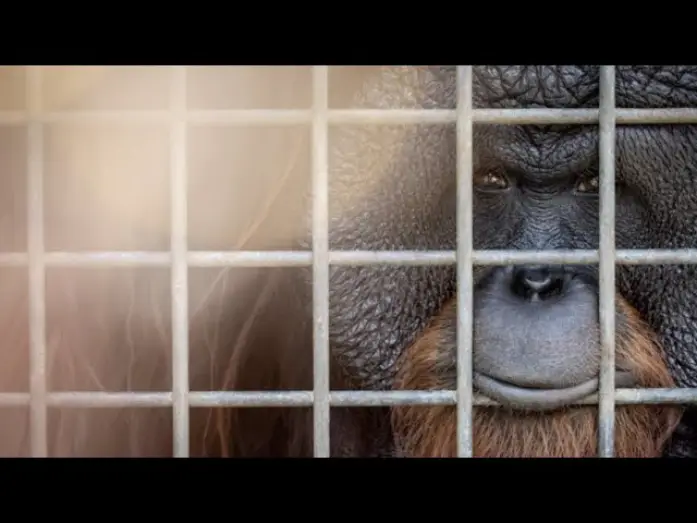 Wideo do filmu Eyes of the Orangutan — Eyes of the Orangutan I Trailer