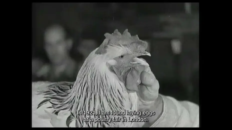 Wideo do filmu De Gallo Qui Ovavit — Trailer | De Gallo Qui Ovavit | Nina Forsman