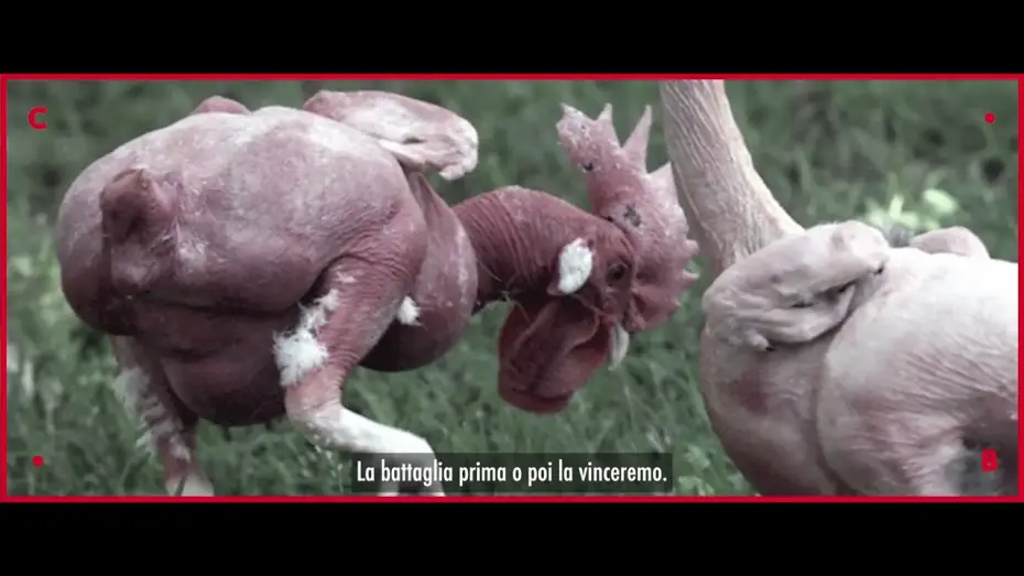 Wideo do filmu Food for Profit — FOOD FOR PROFIT ● un film di Giulia Innocenzi e Pablo D’Ambrosi