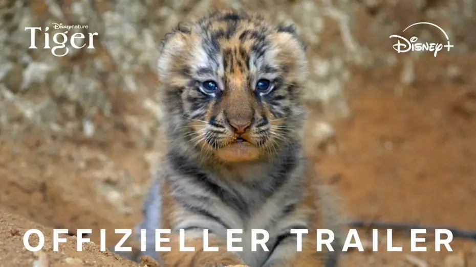 Wideo do filmu Tygrys — Offizieller Trailer (OmdU)