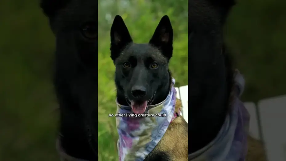 Wideo do filmu W sercu dziczy — James and Odin