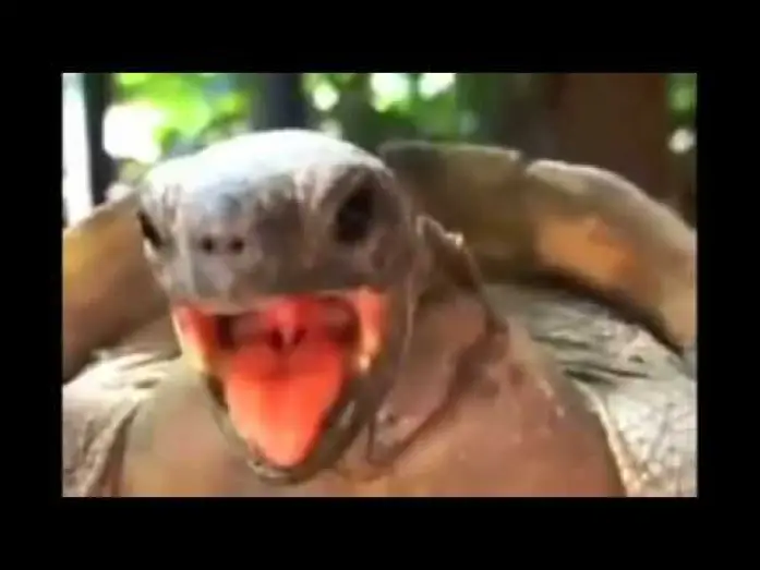 Wideo do filmu Jordi Pujadas y Nuria: Una historia de amor — La tortuga cojiendo