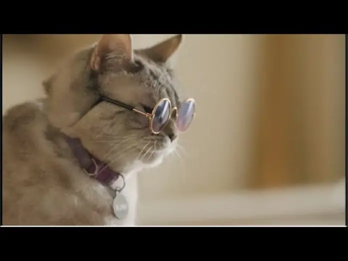 Wideo do filmu American Cats: The Good, the Bad, and the Cuddly — Official Trailer