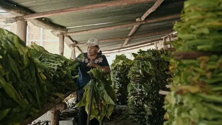 Wideo do filmu Wacay, mujeres del tabacal — WACAY, Mujeres del Tabacal  / Trailer