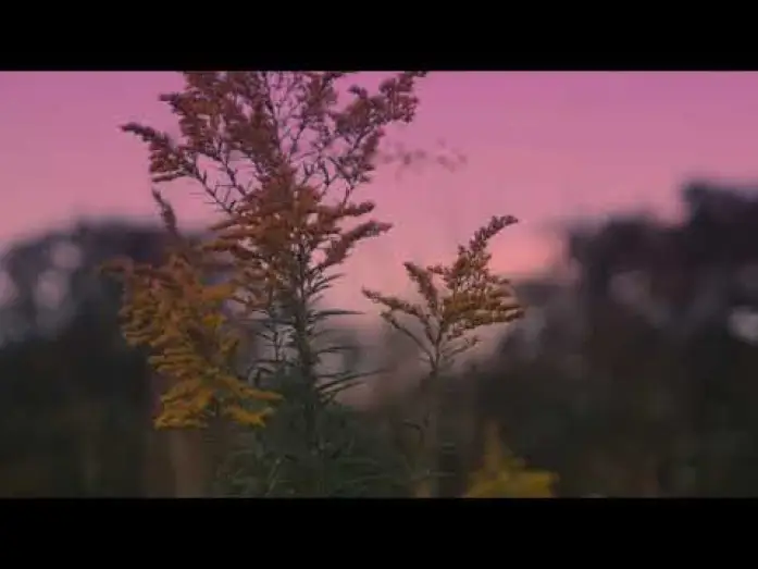 Wideo do filmu Frail Grounds — Frail Grounds Teaser Trailer