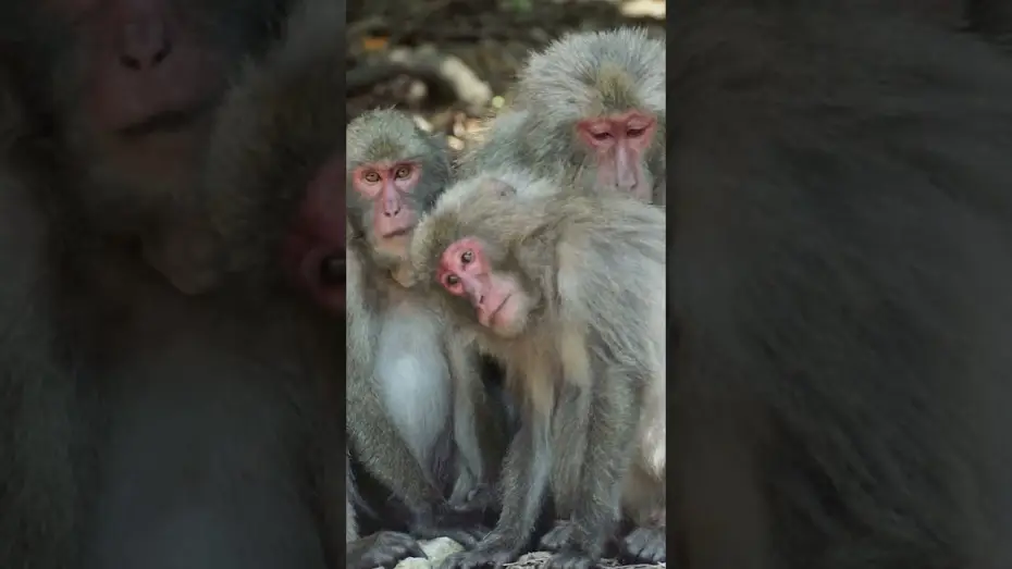 Wideo do filmu Refugia, Where life will persist — Refugia,where life will persist - Trailer