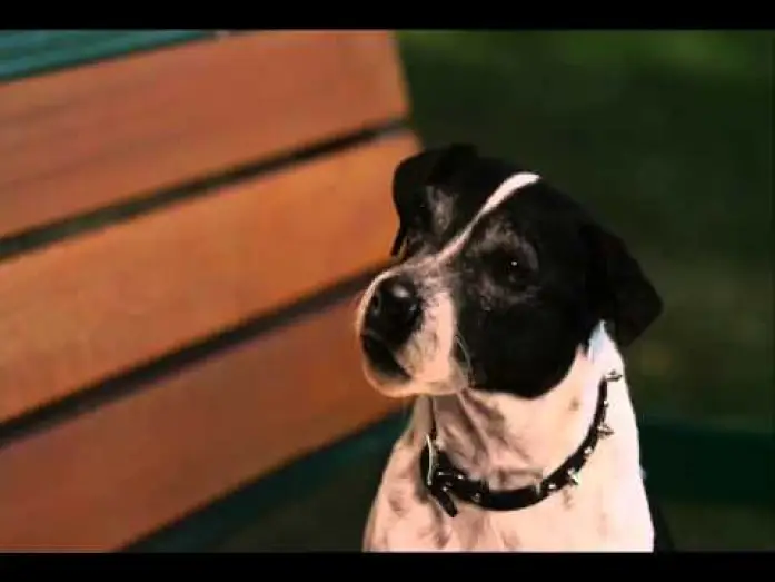 Wideo do filmu Pies-wampir — Clip