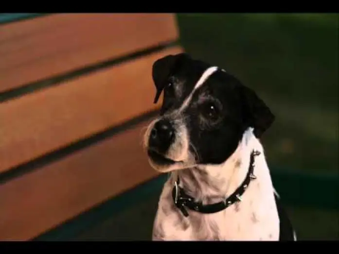 Wideo do filmu Pies-wampir — Clip