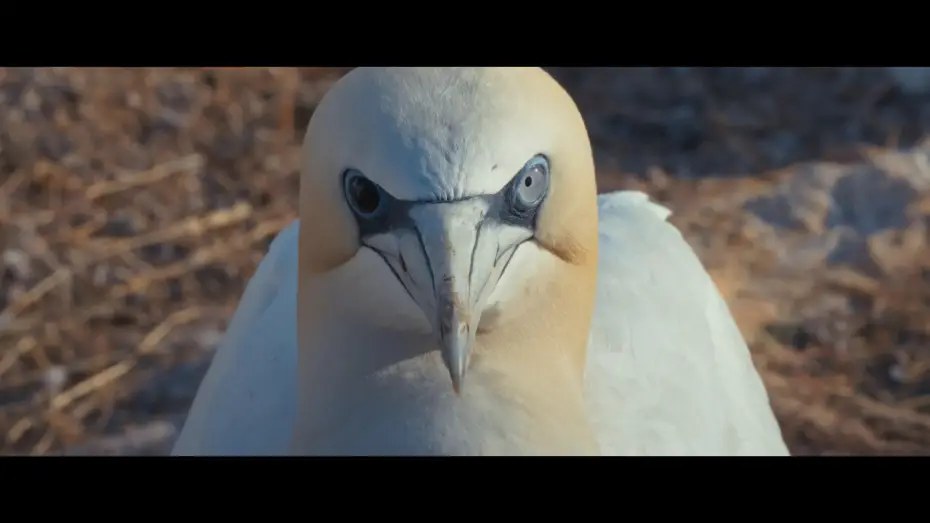Wideo do filmu Watching People Watching Birds — Watching People Watching Birds | Offizieller Trailer