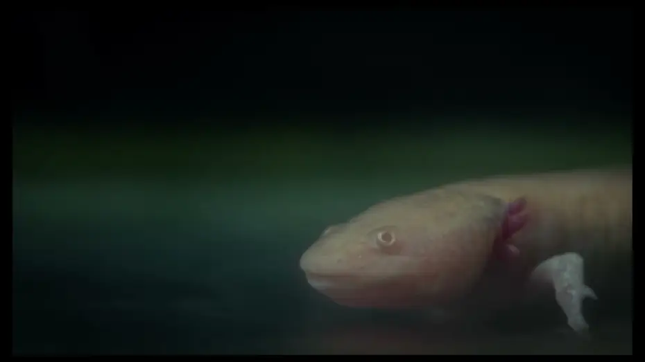 Wideo do filmu Axolotl — Axolotl | Trailer