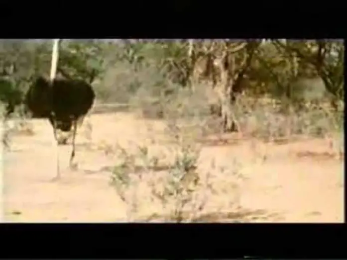 Wideo do filmu Animals Are Beautiful People — Die lustigste Welt der Tiere - Betrunkene Tiere