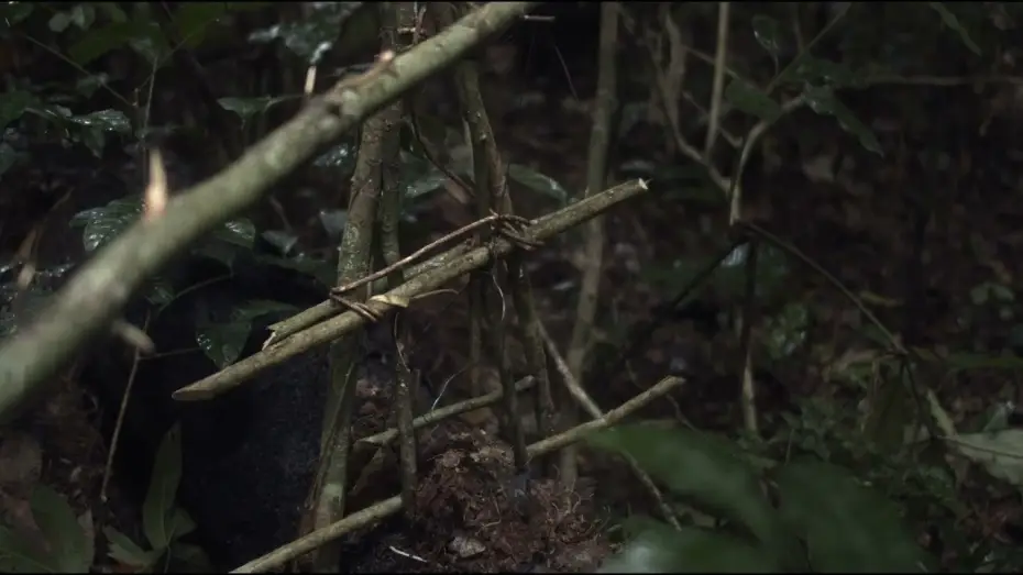 Wideo do filmu L'arbre de l'authenticité — Trailer | L'Arbre de l'authenticité | Sammy Baloji