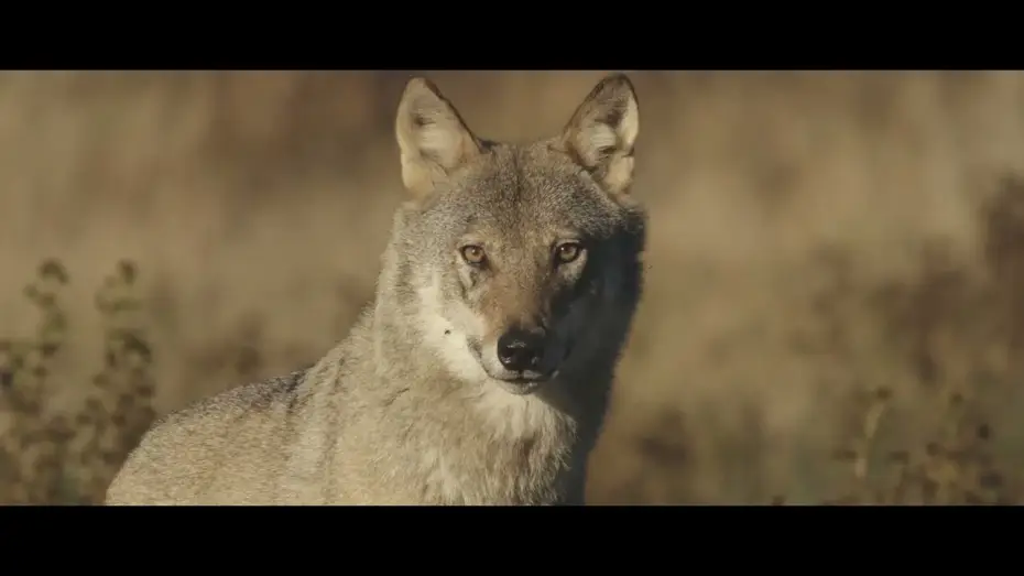 Wideo do filmu Une année parmi les loups — Une année parmi les loups - Bande Annonce (VF)