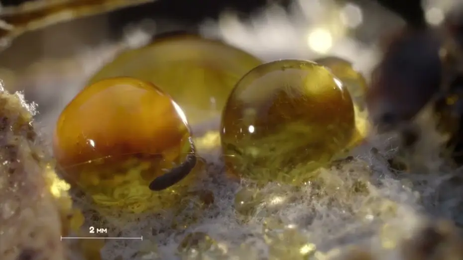 Wideo do filmu Planète collemboles : la vie secrète des sols — Bande-annonce - Planète collemboles, la vie secrète des sols
