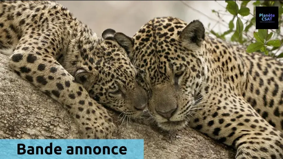 Wideo do filmu Au nom des jaguars — Au nom des jaguars | bande annonce | France 5