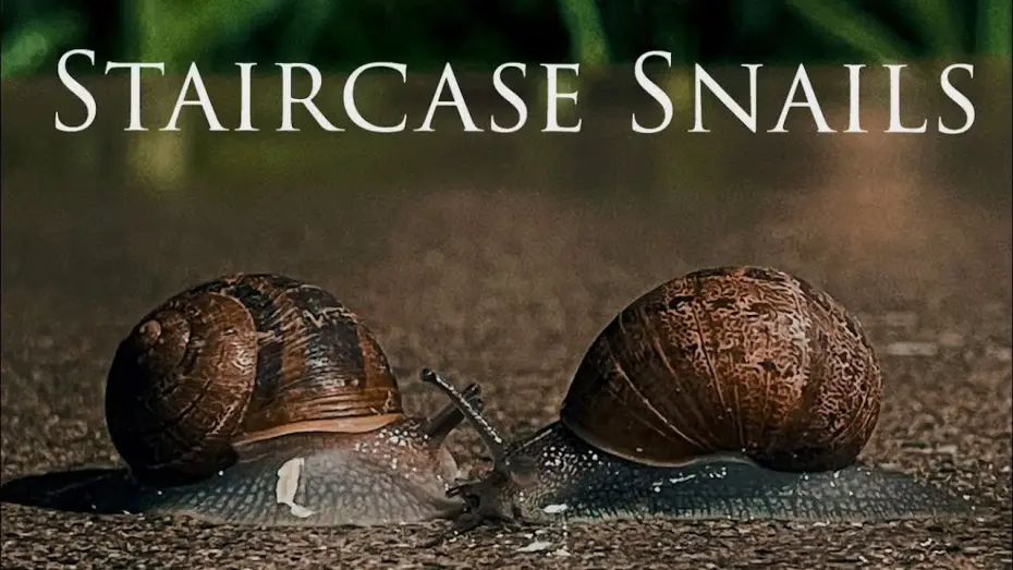 Wideo do filmu Staircase Snails — Staircase Snails