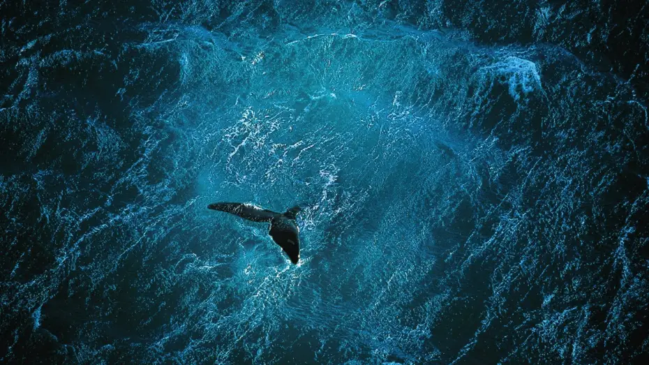 Wideo do filmu Planet Ocean — Planet Ocean [IT] - il film (Yann Arthus-Bertrand & Michael Pitiot)