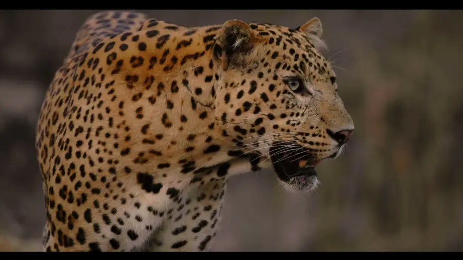 Wideo do filmu Leopard Dynasty – The Rise of Rana — Trailer