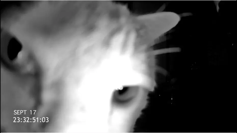 Wideo do filmu Cat Cam — Exclusive CAT CAM Trailer