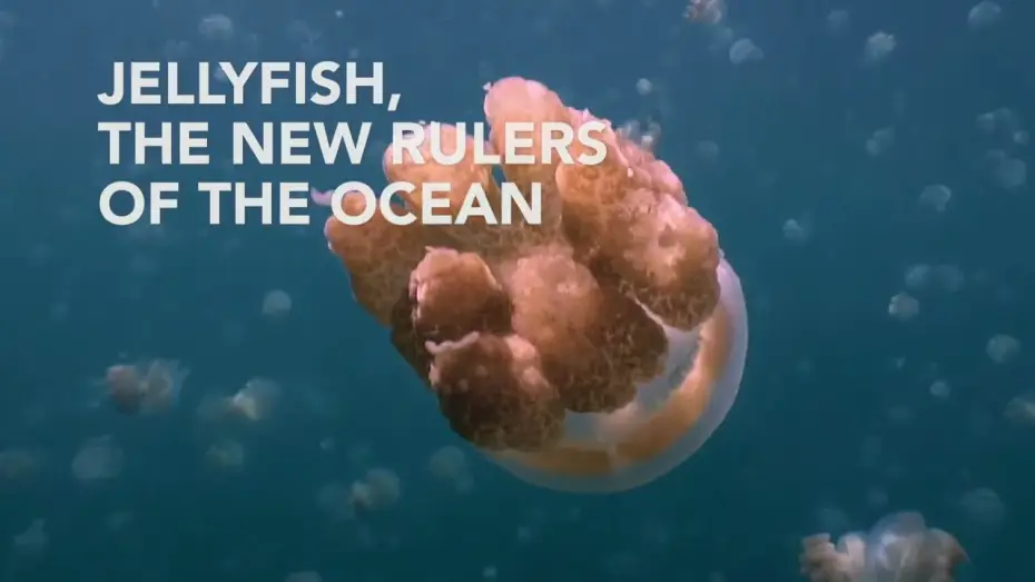 Wideo do filmu Méduses les souveraines des océans — Jellyfish, the new rulers of the ocean - Trailer