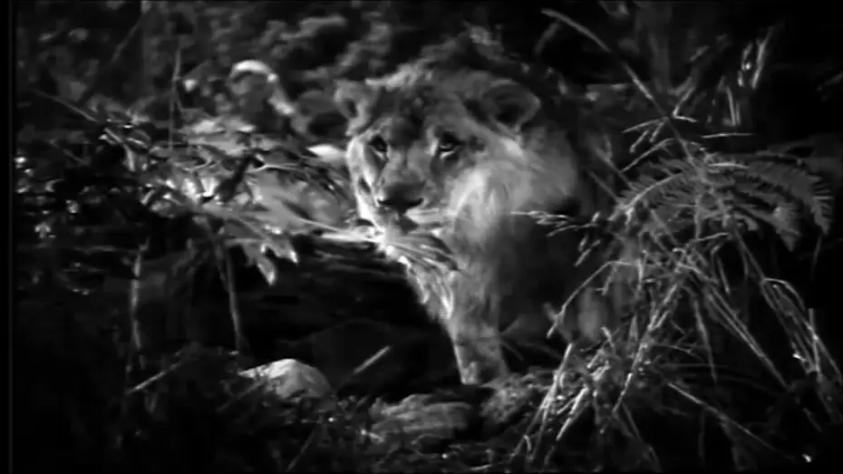 Wideo do filmu Jungle Bride — Jungle Bride (1933) - Trailer
