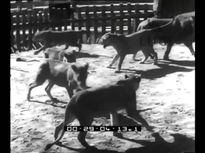 Wideo do filmu Fabiola — Nel mondo del cinema: anche i leoni fanno i divi.