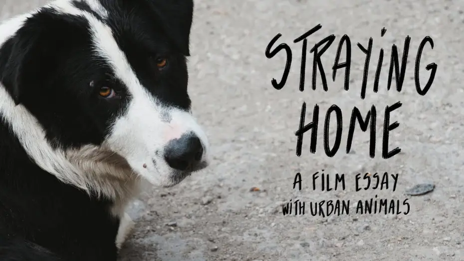Wideo do filmu Straying home — Straying home - Film teaser (2025)