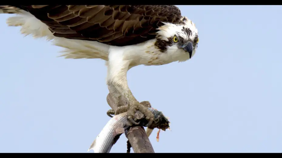 Wideo do filmu Doñana - Spain's Garden of Eden — Doñana - Spain's Garden of Eden | Terra Mater Studios (Official Trailer)