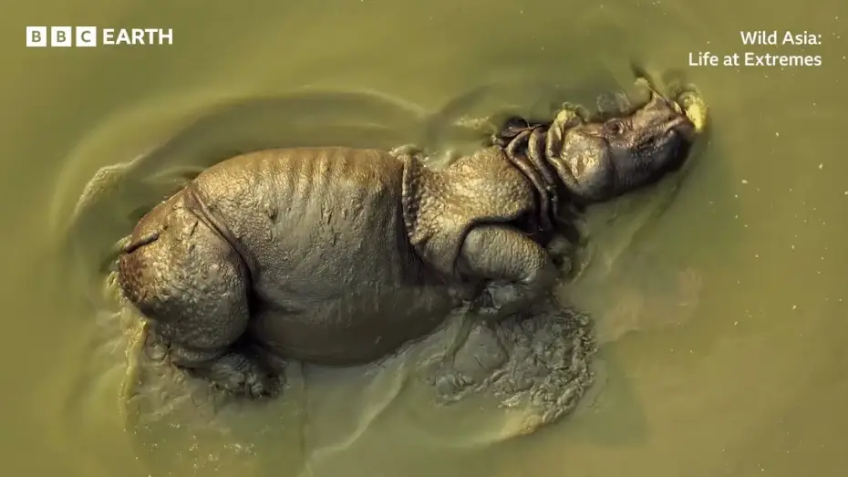 Wideo do filmu Wild Asia: Life at Extremes — Wild Asia: Life at Extremes | BBC Studios